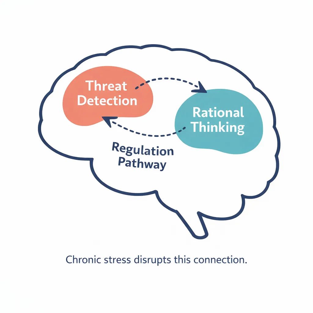 Why Is My Wife Always Angry Understanding Chronic Anger Marriage Image 03 Brain diagram showing emotional regulation pathways from amygdala to prefrontal cortex in anger response